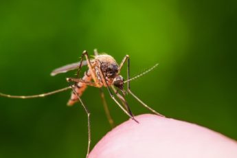 Поместите это средство у себя дома, и вы больше никогда не увидите мух и комаров